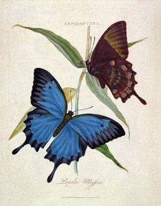 Butterfly: Papilio Ulysses, pub. taiteilija, 1800